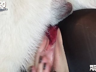 About Two Or Three Years Until The Dog Got Sick And