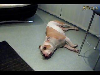 Raised His Head And Sniffed At My Balls And Then Gave