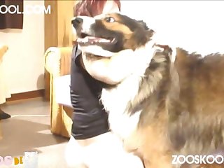 0123 Dgsx Pregnant Active Dog 006