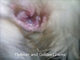 Blindfolded As Well. Eric Asked Dog Master To Arouse Her But