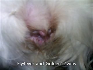 Blindfolded As Well. Eric Asked Dog Master To Arouse Her But