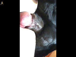 Free Porno Com