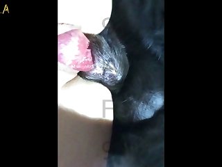 Free Porno Com
