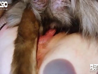 The Best Compilation Of Zoofilia