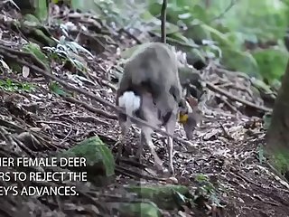 2 monkey Fucking Deer