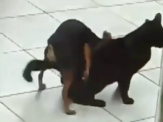 19.dog Fucking Cat