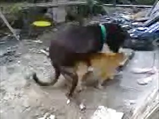 30.dog Fucking Cat