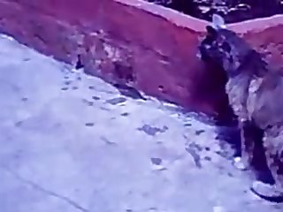 35.dog Fucking Cat