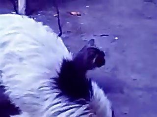 35.dog Fucking Cat