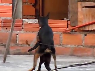 26.dog Fucking Cat