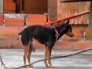 26.dog Fucking Cat