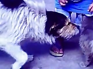 35.dog Fucking Cat