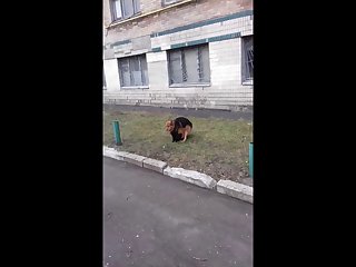 8.dog Fucking Cat