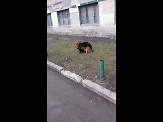 8.dog Fucking Cat