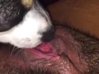 Animal Porn Quora