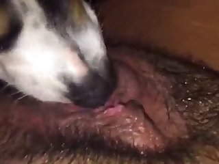 Animal Porn Quora