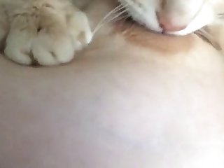 Reddit Animal Crossing Porn