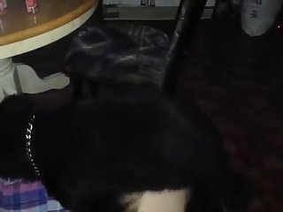 Masked Animal Porn