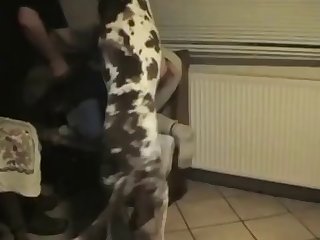 Porn By Animal