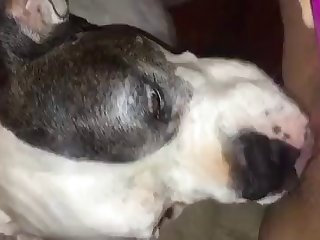 Exotic Animal Sex Porn