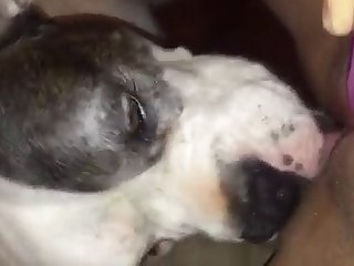 Exotic Animal Sex Porn