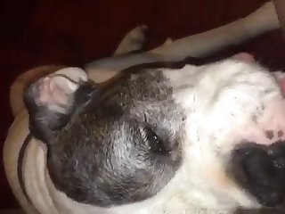 Exotic Animal Sex Porn