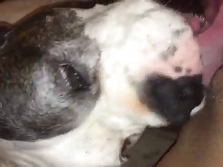 Exotic Animal Sex Porn