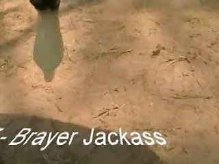 Big Dick Dog Fuck Owner