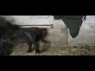 Two Lustful Animal Porn with Lesbians Leave Less 21