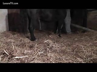 Horse Fucking Slut In Doggy Style