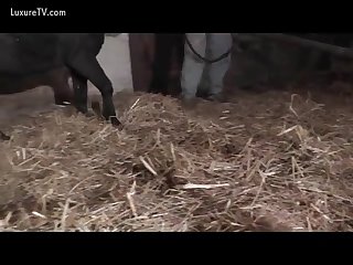 Horse Fucking Slut In Doggy Style