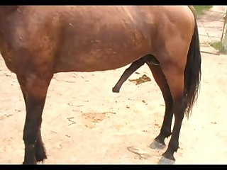 Huge Stallion Vs Hot Mare Sc 04