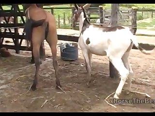 Donkey Vs Mare
