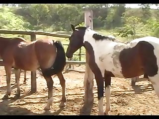 Mare Hot And Stallion Horse Pampa 01