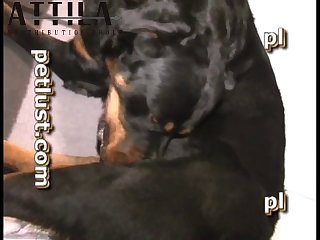 Pb102 Under Rottweiler