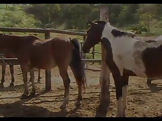 Mare Hot And Stallion Horse Pampa 01