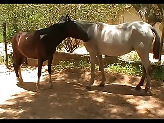 Vt07022016a Shadow Vs Lua Sc 03