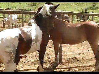 Mare Hot And Stallion Horse Pampa 01