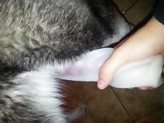 Milking Her Dog