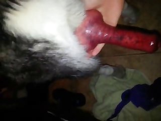 Milking Her Dog