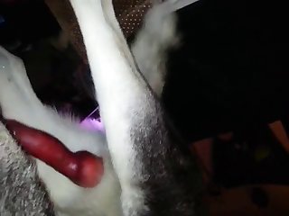Milking Her Dog