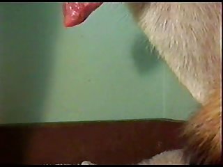 Dog Porn Teen Amateur