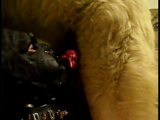 Act Like A Dog Porn