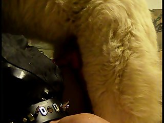 Act Like A Dog Porn