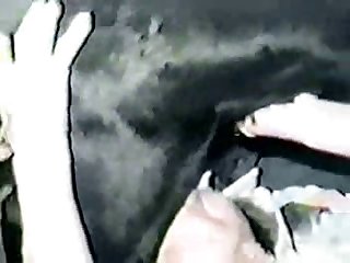 Zoophilie Dogge