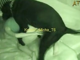Girl Twerks On Dog Porn