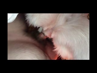 Linda Dog Porn