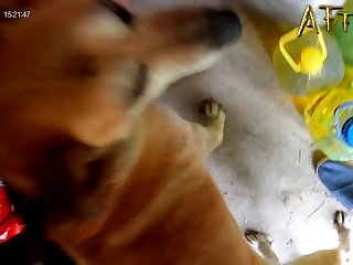 Fuck My Dog Porn