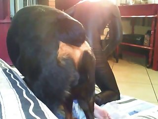 Woman Raped By Dog Xxx