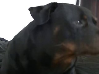 Woman Gets Fucked By A Dog Xxx